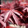 Acer palmatum 'Shaina'