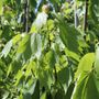 Acer rubrum 'Scanlon'