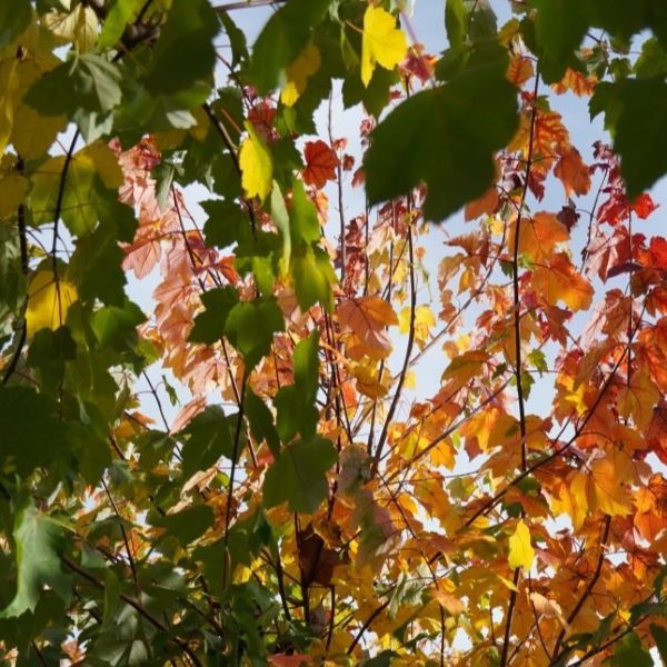 Acer rubrum 'Scanlon'