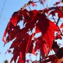 Acer x freemanii 'Autumn Blaze'