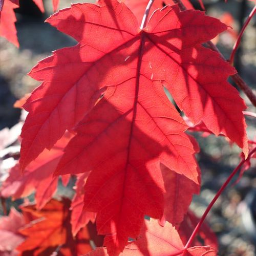 Acer x freemanii 'Autumn Blaze'