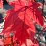 Acer x freemanii 'Autumn Blaze'