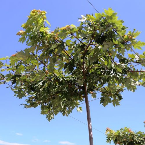 Acer x freemanii  'Autumn Blaze' Living Pergola