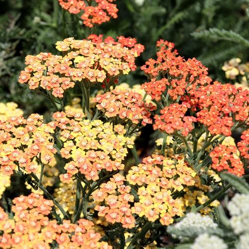 Achillea millefolium 'Terracotta'