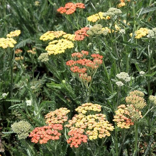 Achillea millefolium 'Terracotta'