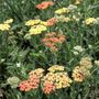 Achillea millefolium 'Terracotta'