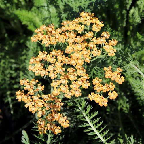 Achillea millefolium 'Terracotta'