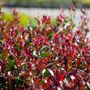 Acmena smithii minor 'Forest Flame'