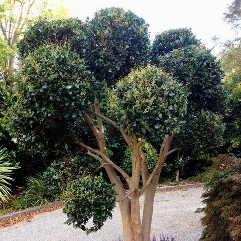 Acmena smithii 'Green Screen' Cloud