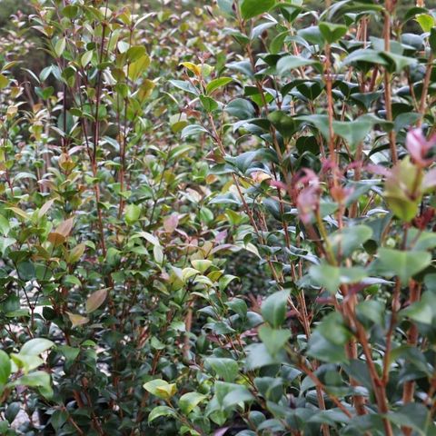 Acmena smithii 'Select'