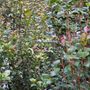 Acmena smithii 'Select'