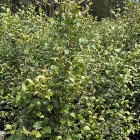 Acmena smithii 'Select'