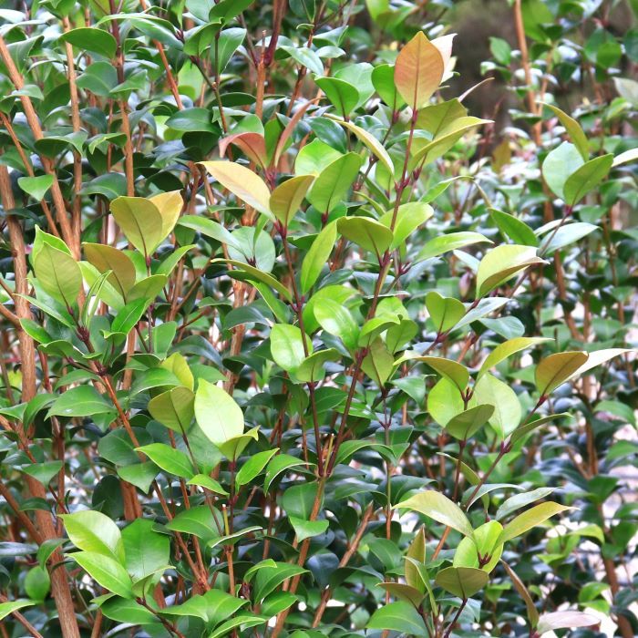 Acmena smithii 'Select'