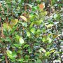 Acmena smithii 'Select'