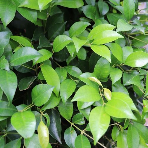 Acmena smithii 'Warners Emerald'