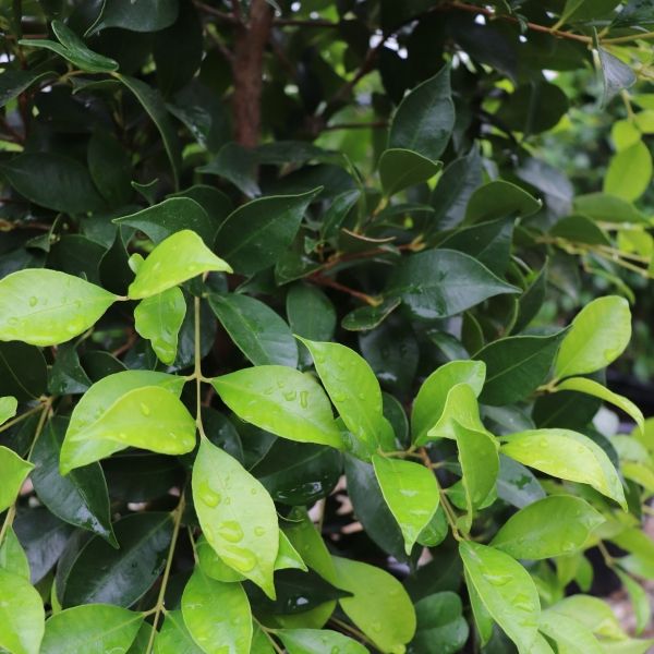 Acmena smithii 'Warners Emerald'