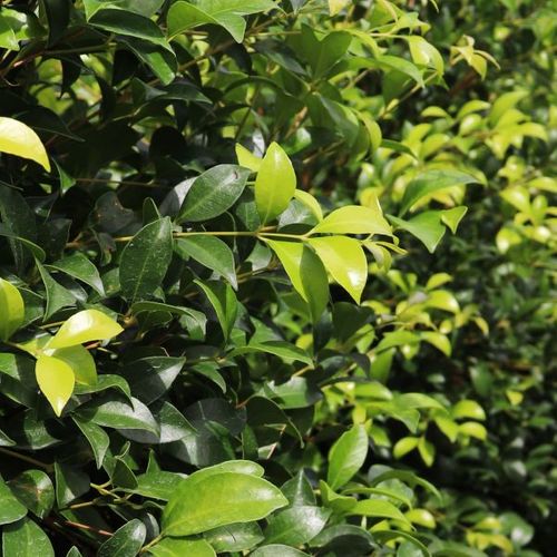 Acmena smithii 'Warners Emerald'