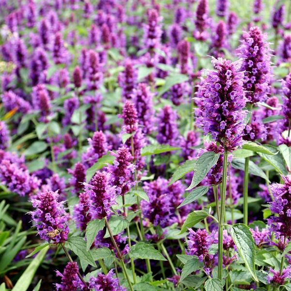 Agastache x 'Blue Boa' Warners Nurseries