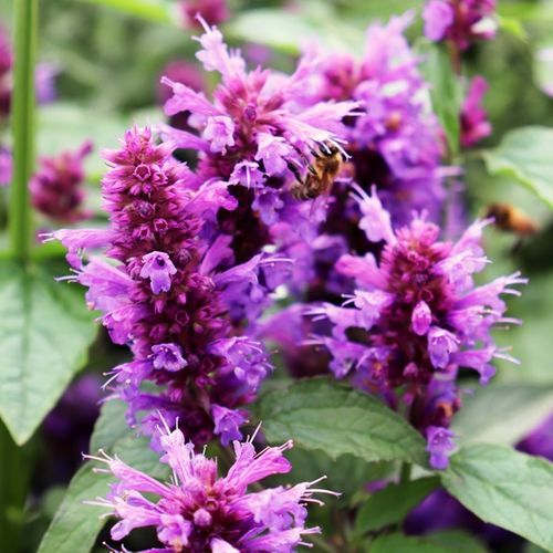 Agastache x 'Blue Boa'