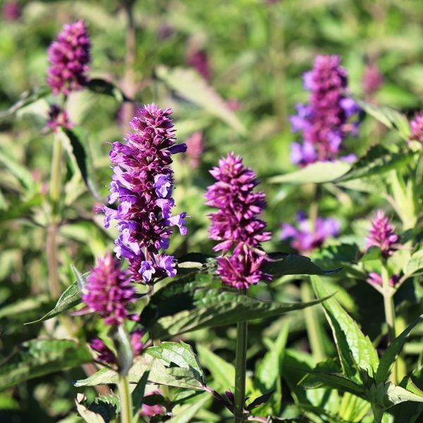 Agastache x 'Blue Boa'