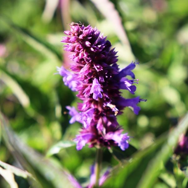 Agastache x 'Blue Boa'