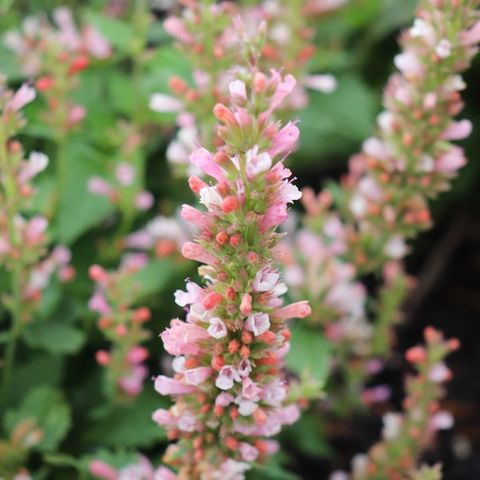 Agastache x 'Pink Pearl'