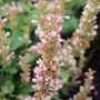 Agastache x 'Pink Pearl'
