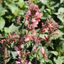 Agastache x 'Pink Pearl'