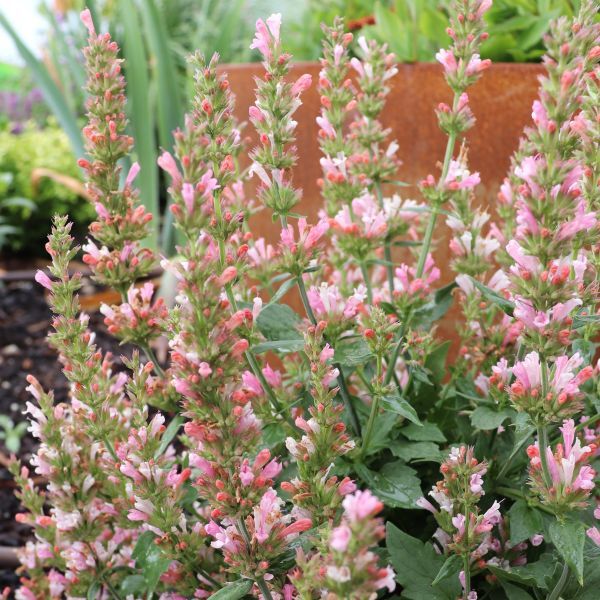 Agastache x 'Pink Pearl'
