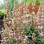 Agastache x 'Pink Pearl'