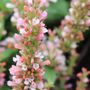 Agastache x 'Pink Pearl'