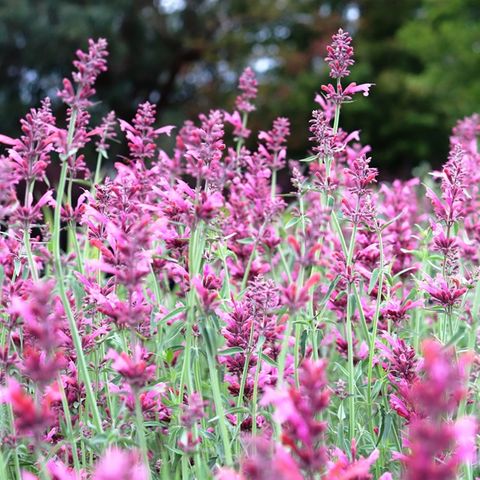 Agastache x 'Sweet Lili'