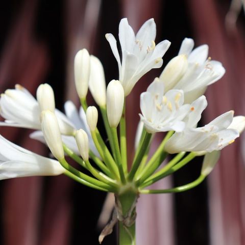 Agapanthus 'Florabella White'