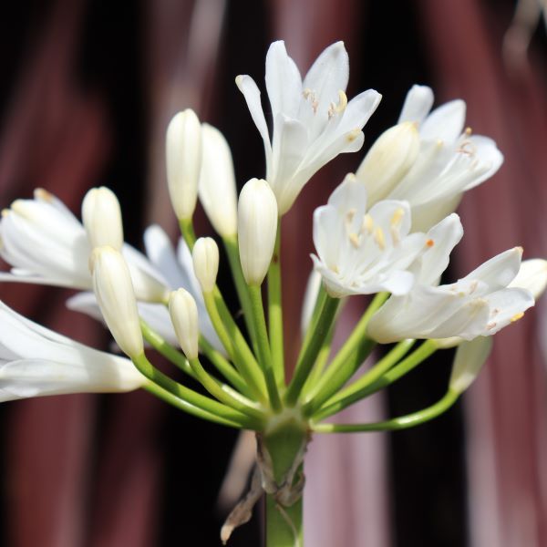 Agapanthus 'Florabella White'