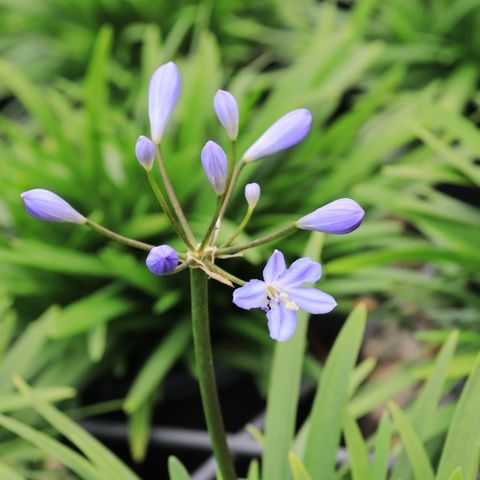 Agapanthus Peter Pan