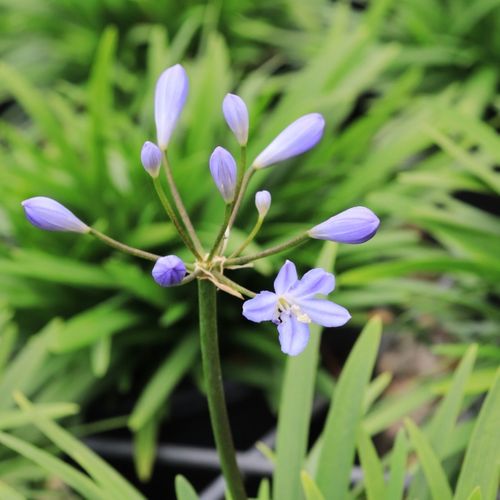 Agapanthus Peter Pan