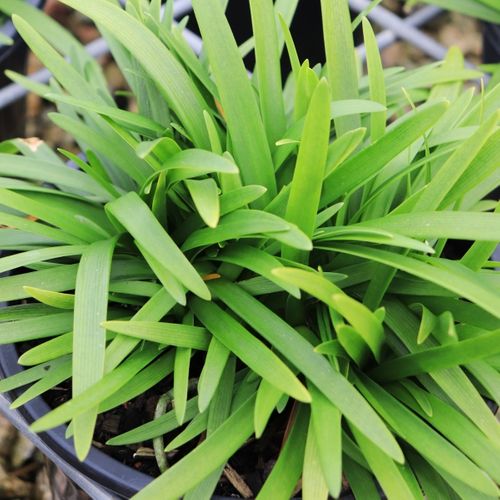 Agapanthus Peter Pan