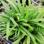 Agapanthus Peter Pan