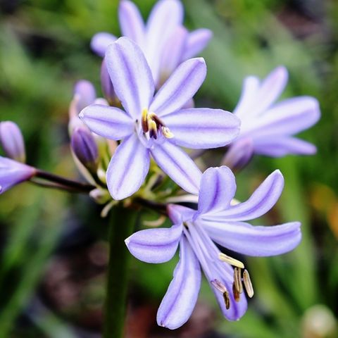 Agapanthus praecox 'Baby Pete' pbr