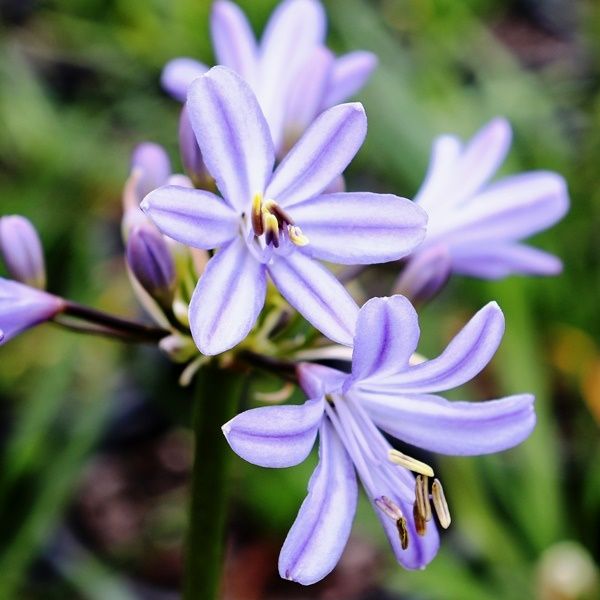 Agapanthus praecox 'Baby Pete' pbr