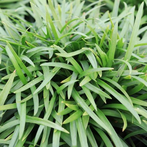 Agapanthus praecox 'Blush Pink'