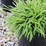 Agapanthus praecox 'Blush Pink'