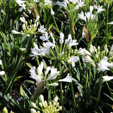 Agapanthus praecox orientalis 'Snowball'