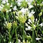 Agapanthus praecox orientalis 'Snowball'