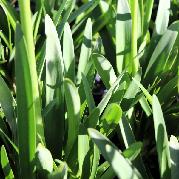 Agapanthus praecox orientalis 'Snowball'