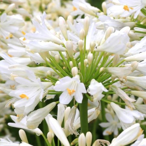 Agapanthus praecox orientalis 'Snow Storm'