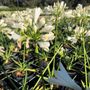 Agapanthus praecox orientalis 'Snow Storm'