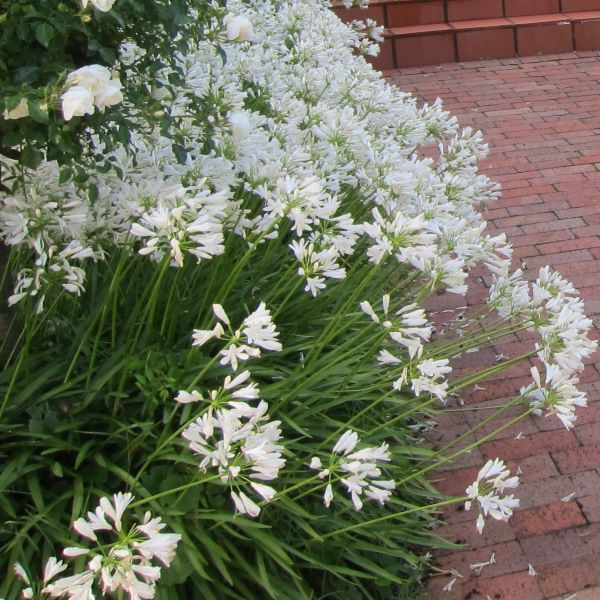 Agapanthus praecox orientalis 'Snow Storm'