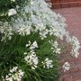 Agapanthus praecox orientalis 'Snow Storm'