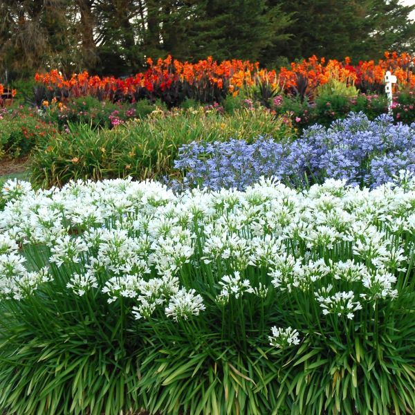 Agapanthus praecox orientalis 'Snow Storm'